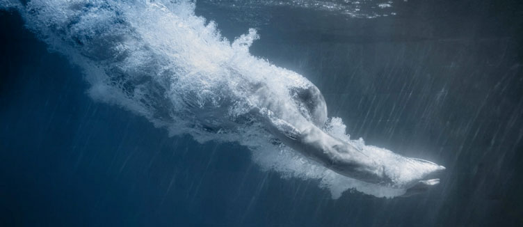 Welcome to the Institute of Swimming website.