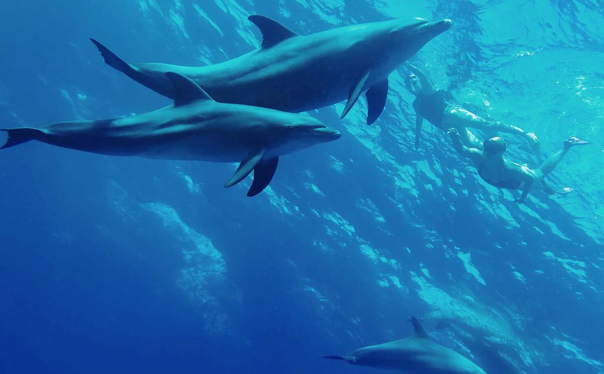 Exclusive Discounts on SwimTrek Trips