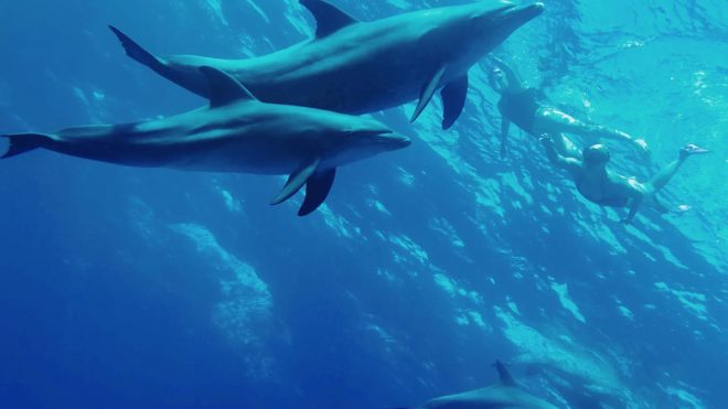 Exclusive Discounts on SwimTrek Trips